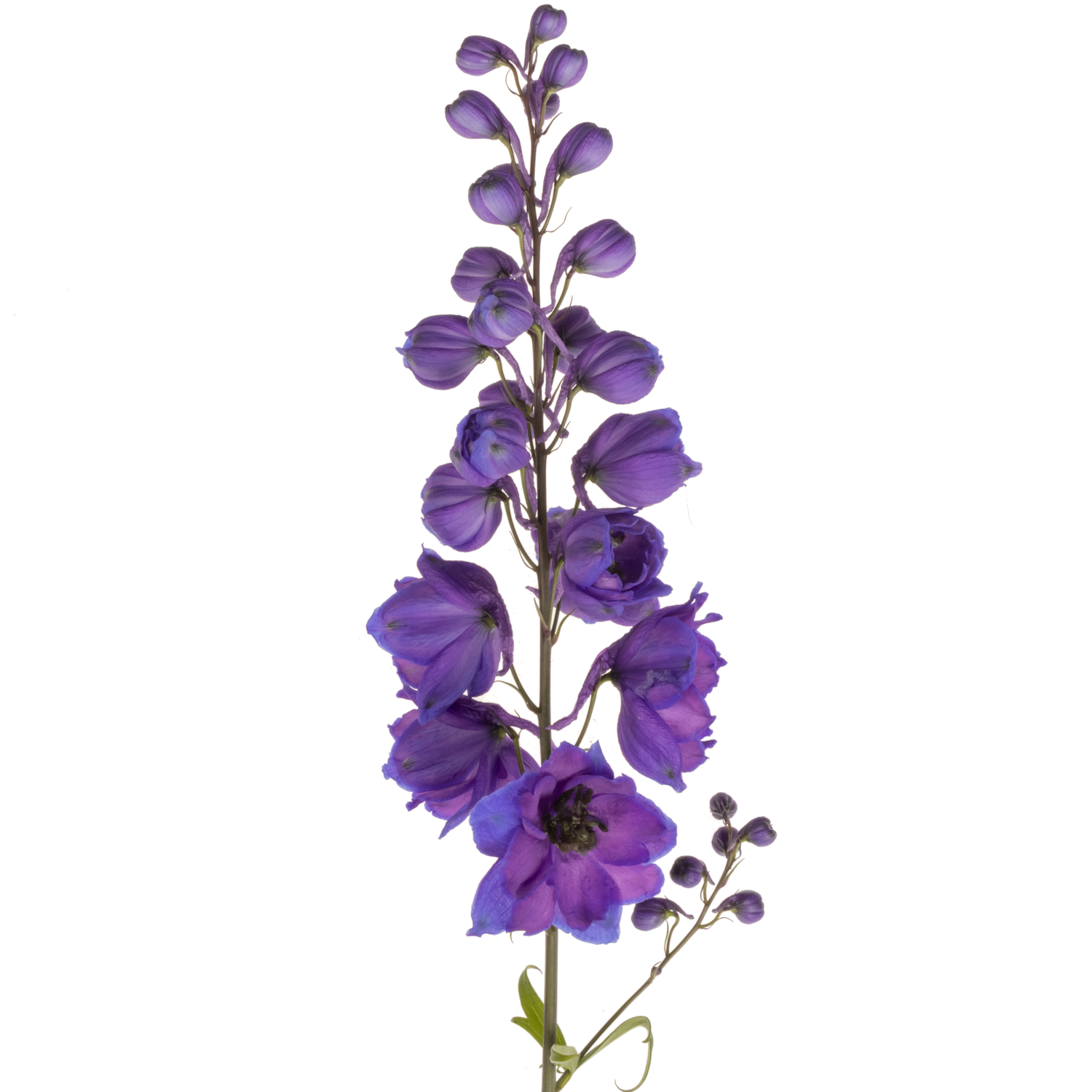 Delphinium blau Ohio 60cm