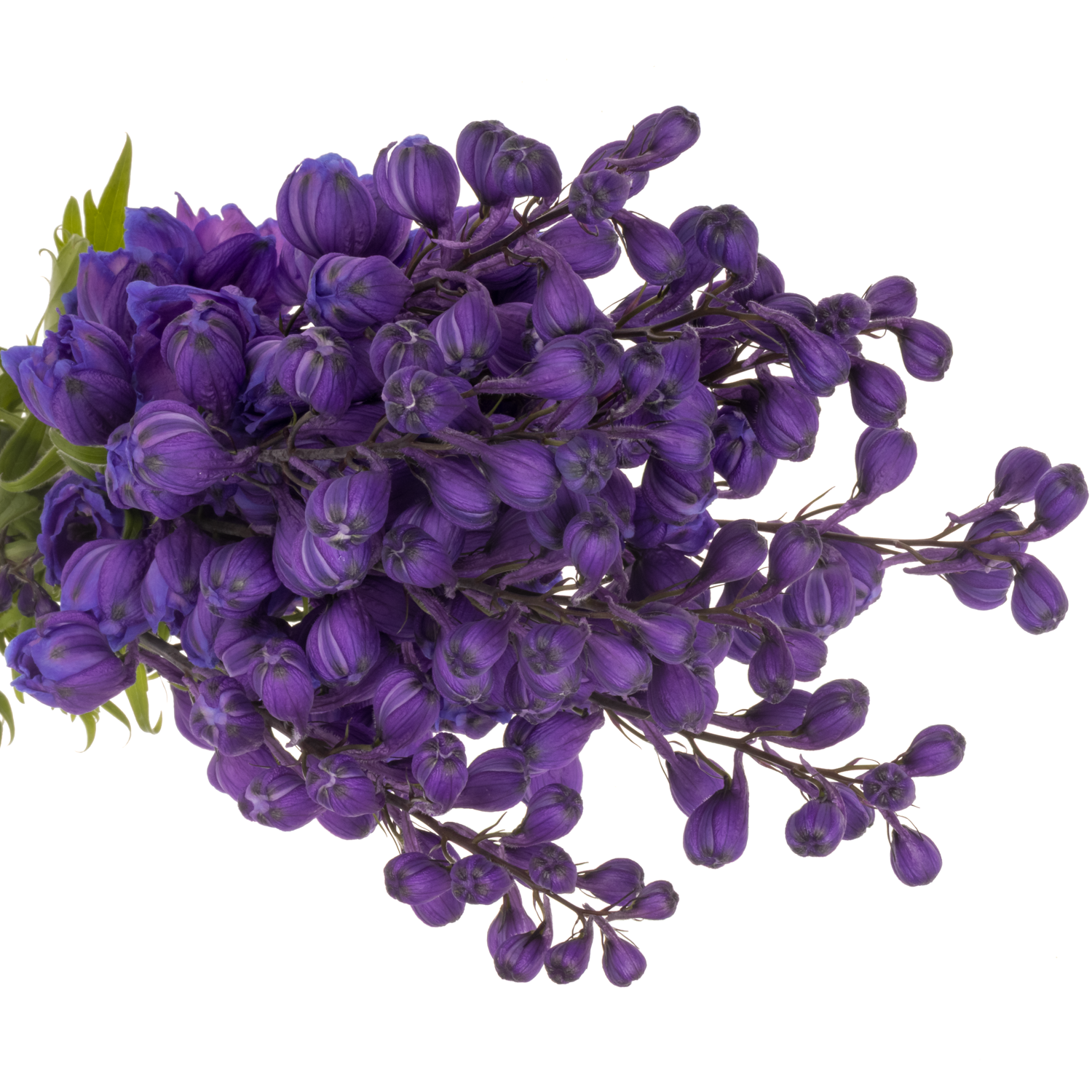 Delphinium blau Ohio 60cm