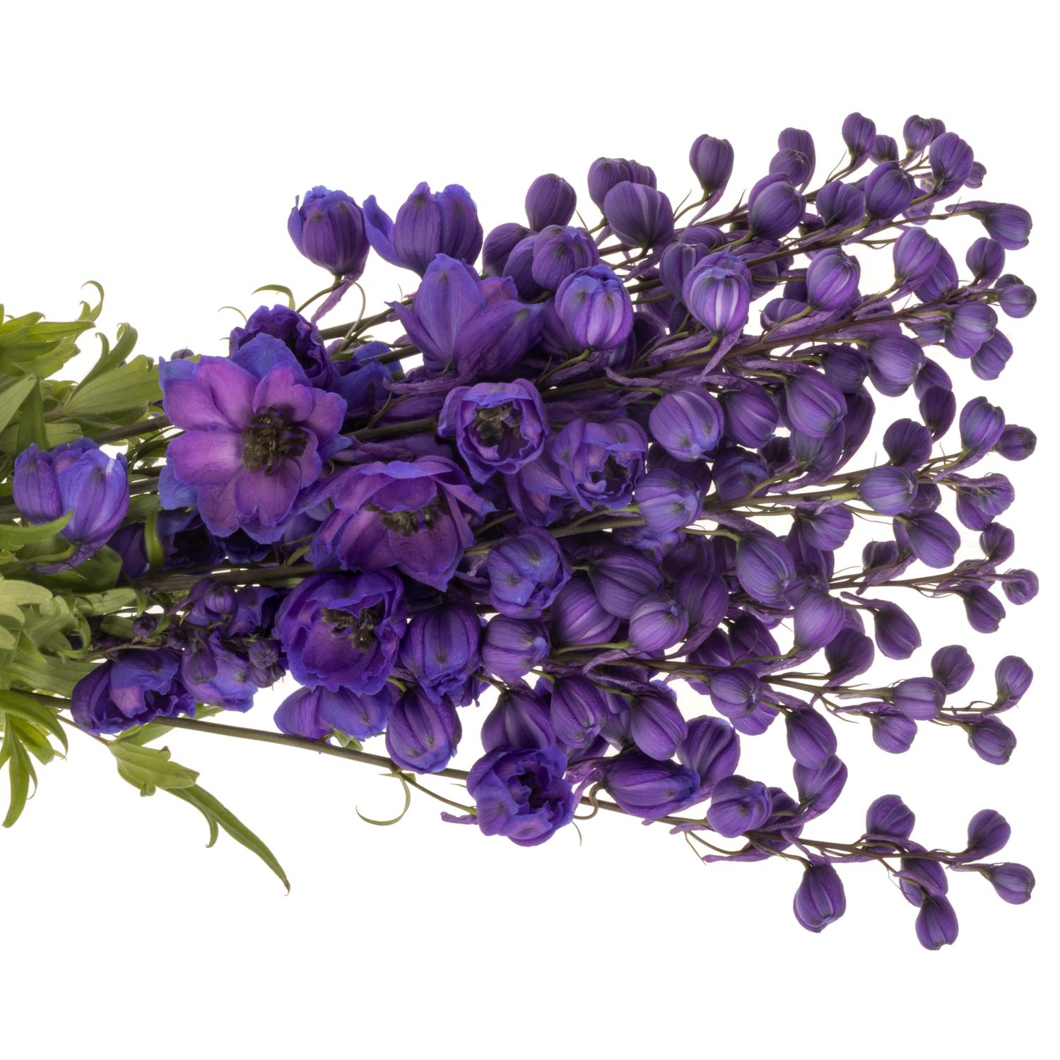 Delphinium blau Ohio 60cm