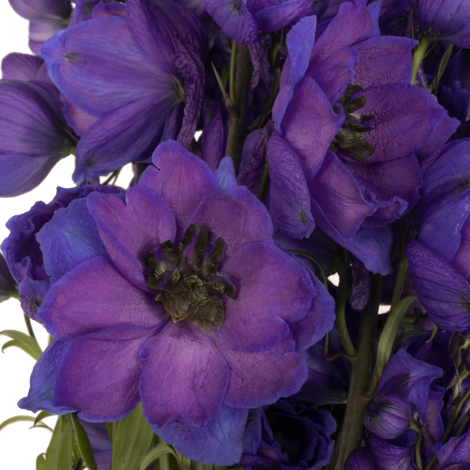 Delphinium blau Ohio 60cm