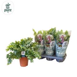 Phlebodium Davana T12 H035