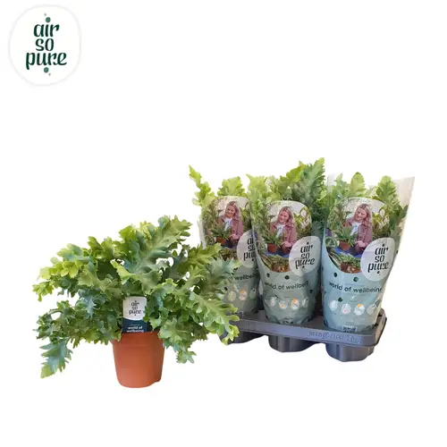 Phlebodium Davana T12 H035