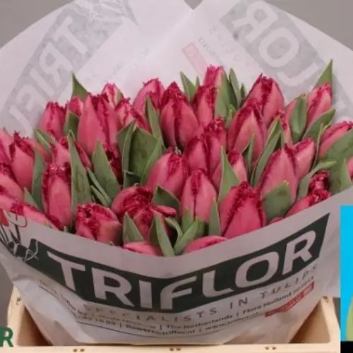 Tulpe lila gezackt Christina 32 Gramm