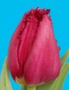 Tulpe lila gezackt Christina 36 Gramm