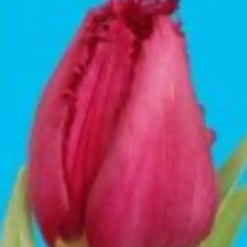 Tulpe lila gezackt Christina 36 Gramm