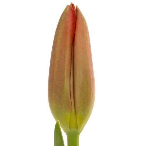 Franz.rot Proud 57 Gramm 55cm