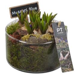 Muscari.Arr PTMB6325 T14 H018