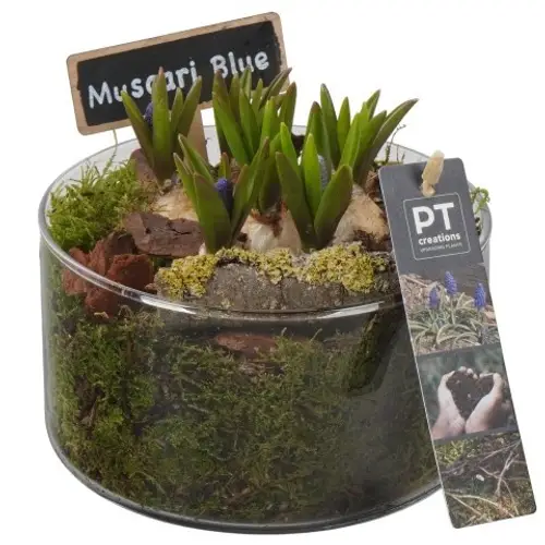 Muscari.Arr PTMB6325 T14 H018