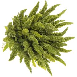 Amaranthus stehend grün 55cm