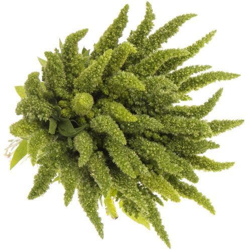 Amaranthus stehend grün 55cm