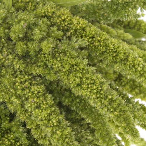 Amaranthus stehend grün 55cm