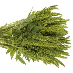 Amaranthus stehend grün 55cm