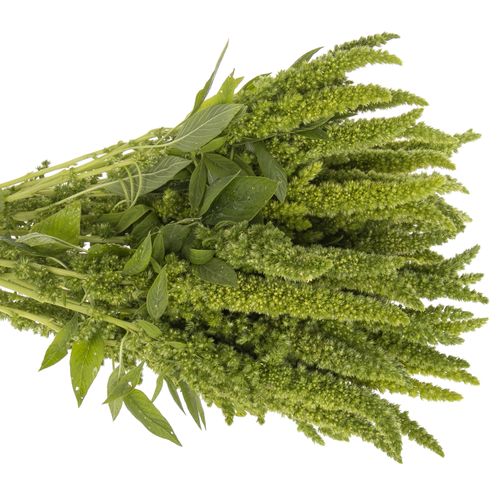 Amaranthus stehend grün 55cm