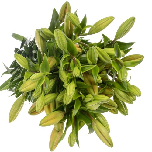 Lilie asiatisch orange Argos 4+Blüte 80cm