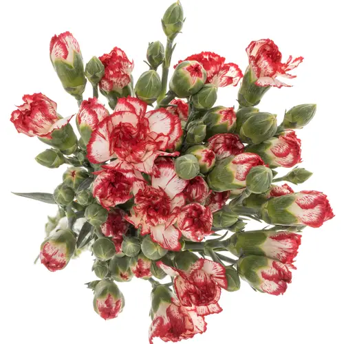 Spraynelke weiss/rot Minuetto 60cm X20