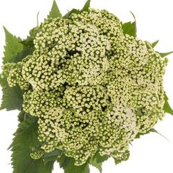 Eupatorium weiss 70cm