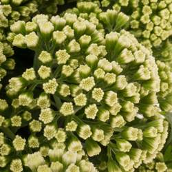 Eupatorium weiss 70cm