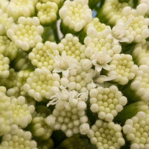 Eupatorium weiss 70cm