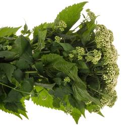 Eupatorium weiss 70cm