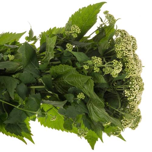 Eupatorium weiss 70cm