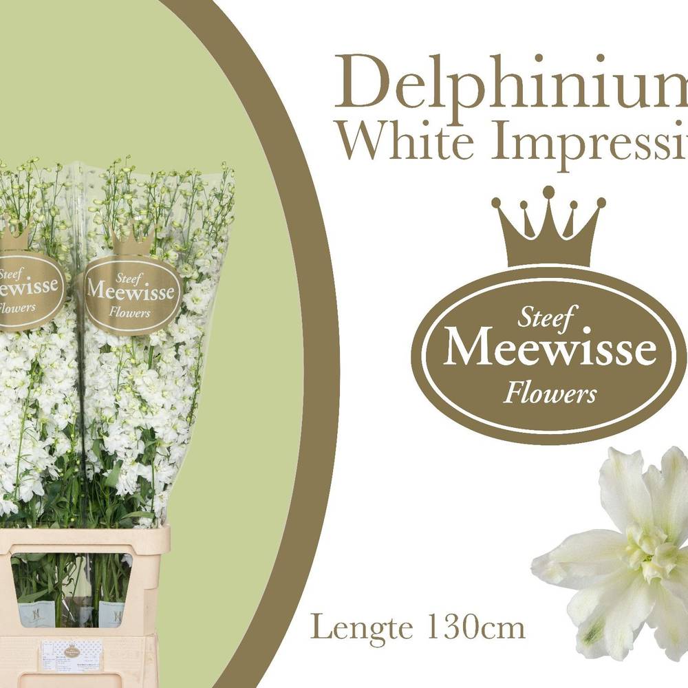 Delphinium weiss Impressive White 130