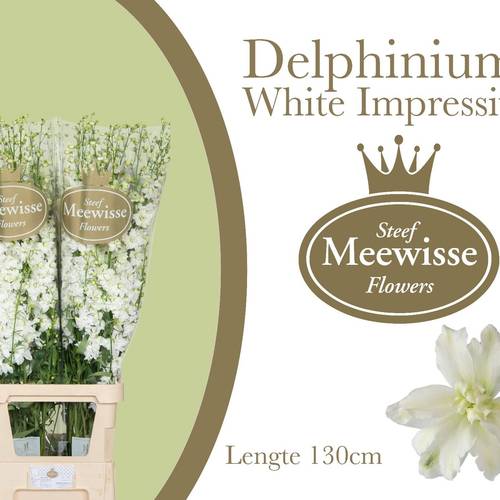 Delphinium weiss Impressive White 130