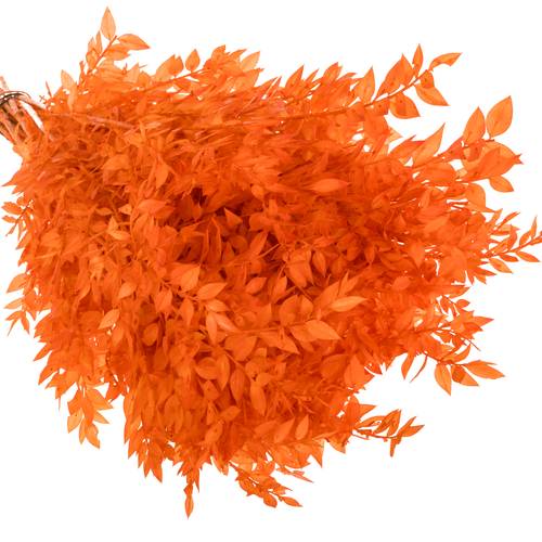 Wilder Ruskus orange gefärbt 70cm