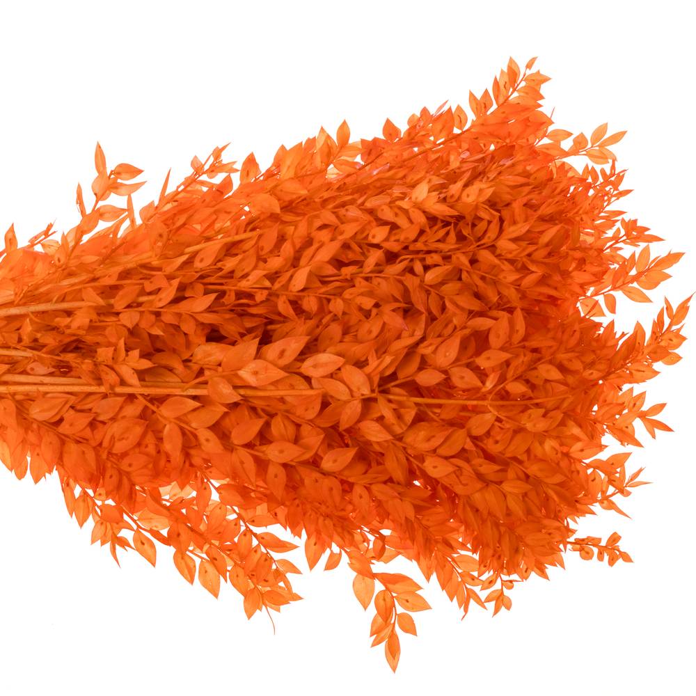 Wilder Ruskus orange gefärbt 70cm