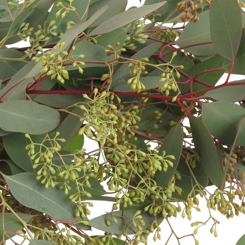 Populus grün Frucht natur 200 Gramm 70cm