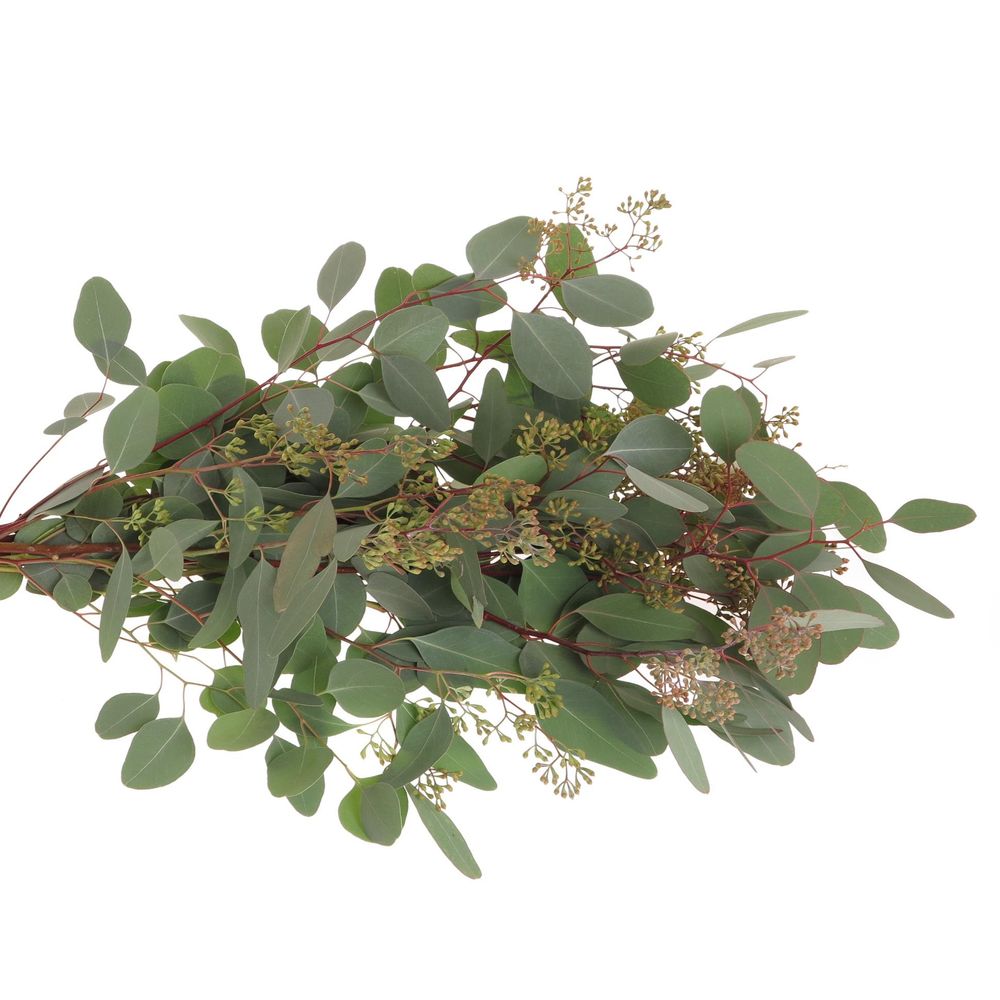 Populus grün Frucht natur 200 Gramm 70cm