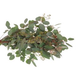Populus grün Frucht natur 200 Gramm 70cm