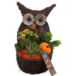 Kal.Arr PTHI5394 Herbst T18 H032