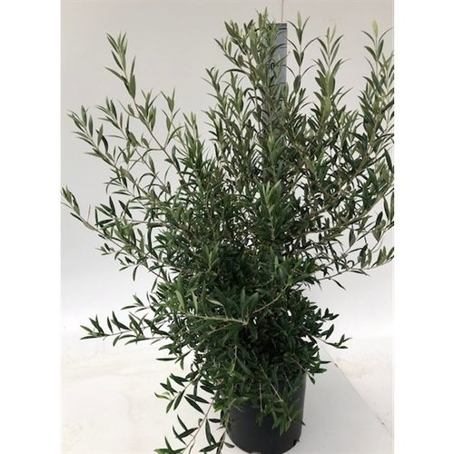 Olea (Olive) T24 H90 Strauch