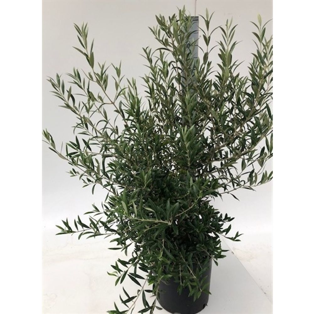 Olea (Olive) T24 H90 Strauch
