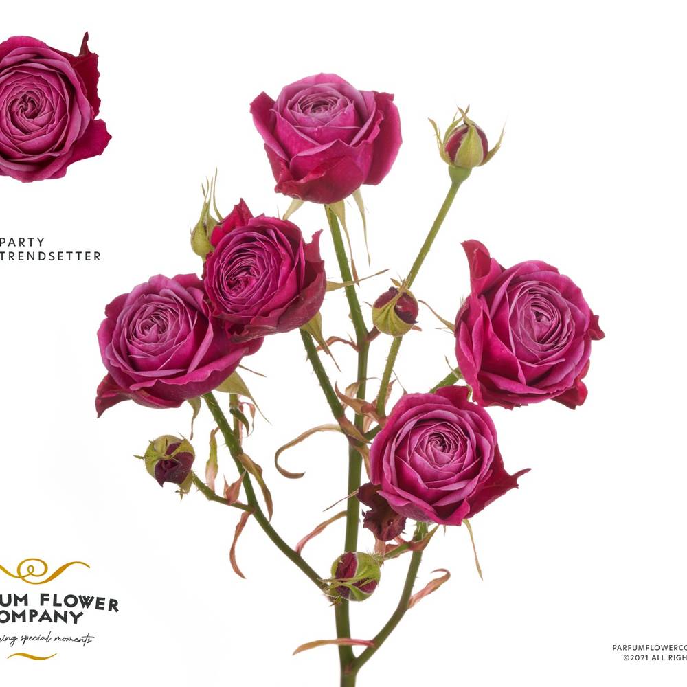 Rose verzweigt fuchsia Party Trendsetter 60cm