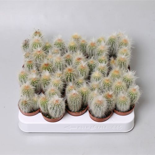 Espostoa Lanata T05,5 H015
