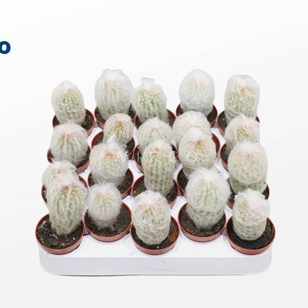 Espostoa Lanata T05,5 H015