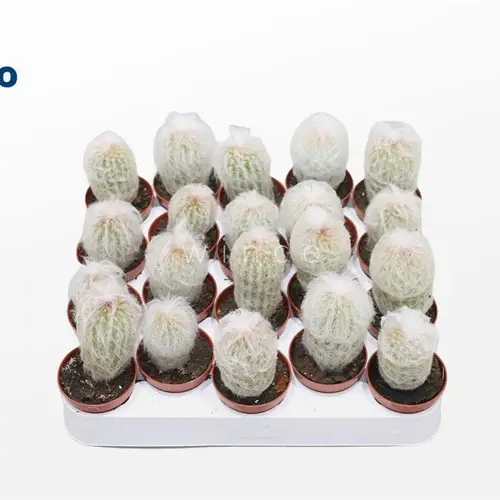 Espostoa Lanata T05,5 H015