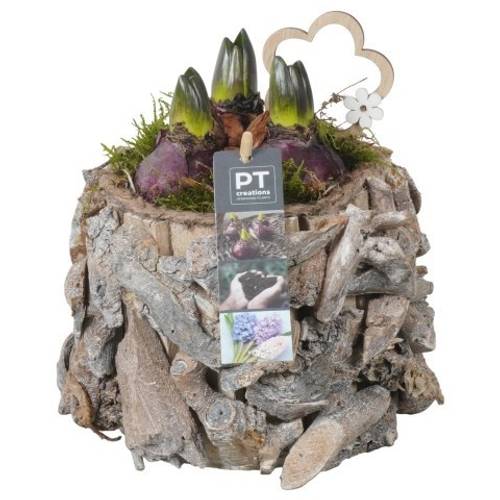 Hyazinthe.Arr PTHC9184 T14 H023