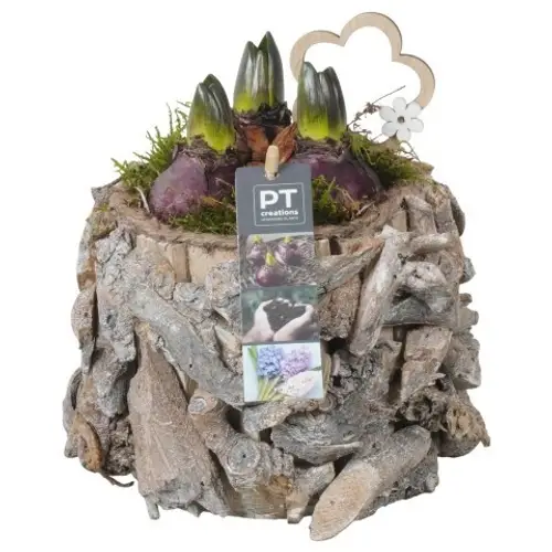 Hyazinthe.Arr PTHC9184 T14 H023