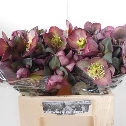 Helleborus lila Frostkiss Danas Dulcet 40cm