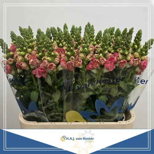 Löwenmaul rosa gefüllt Holly Dubbel Pink 80cm