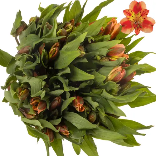 Alstroemerie orange Queen (Ecuador) 70cm