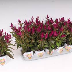 Celosia fuchsia Kelos Atomic T12 H35