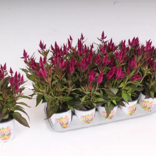 Celosia fuchsia Kelos Atomic T12 H35
