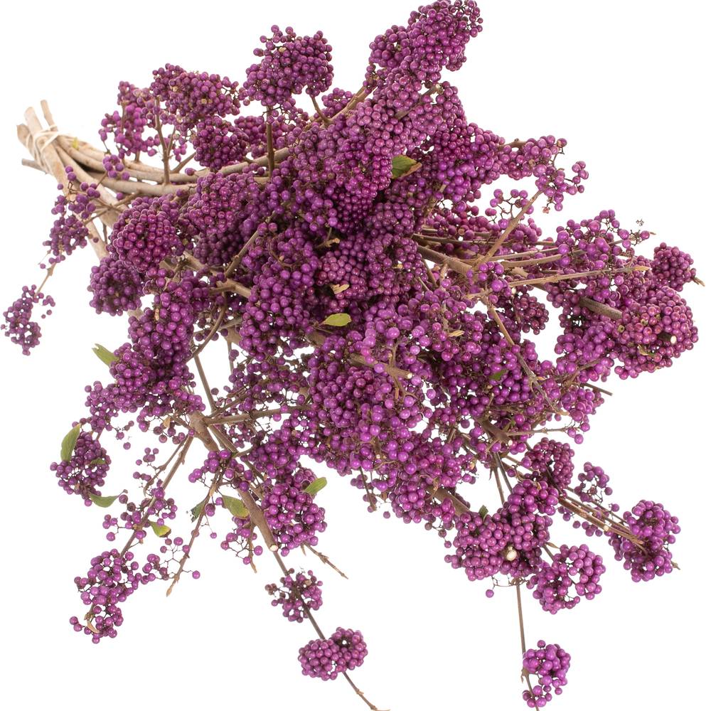 Callicarpa lila Super 70cm 