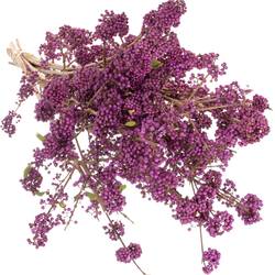 Callicarpa lila Super 70cm 