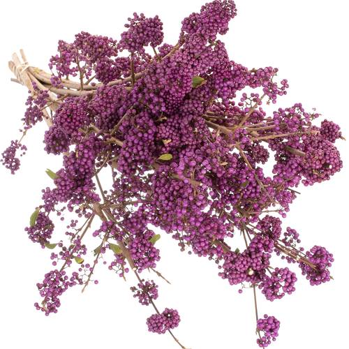 Callicarpa lila Super 70cm 
