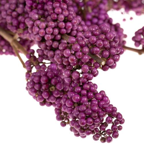 Callicarpa lila Super 70cm 
