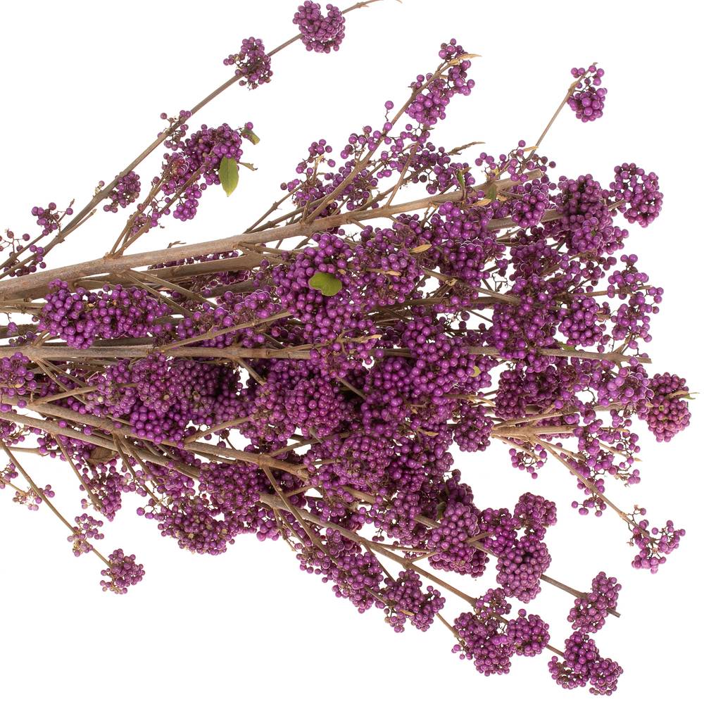 Callicarpa lila Super 70cm 